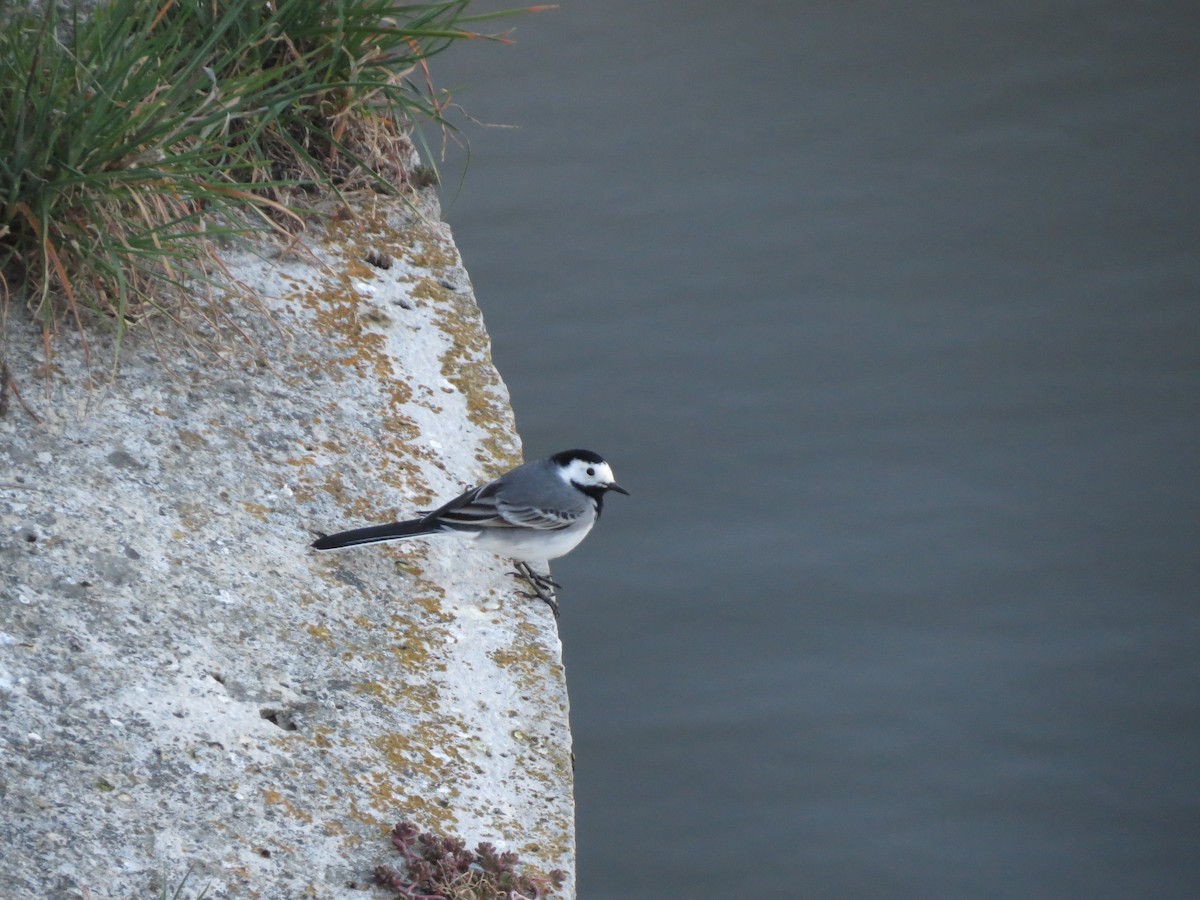 White Wagtail - ML645636720