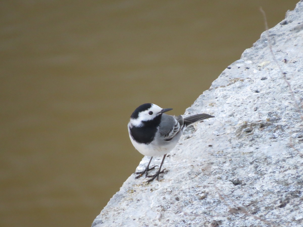 White Wagtail - ML645636721