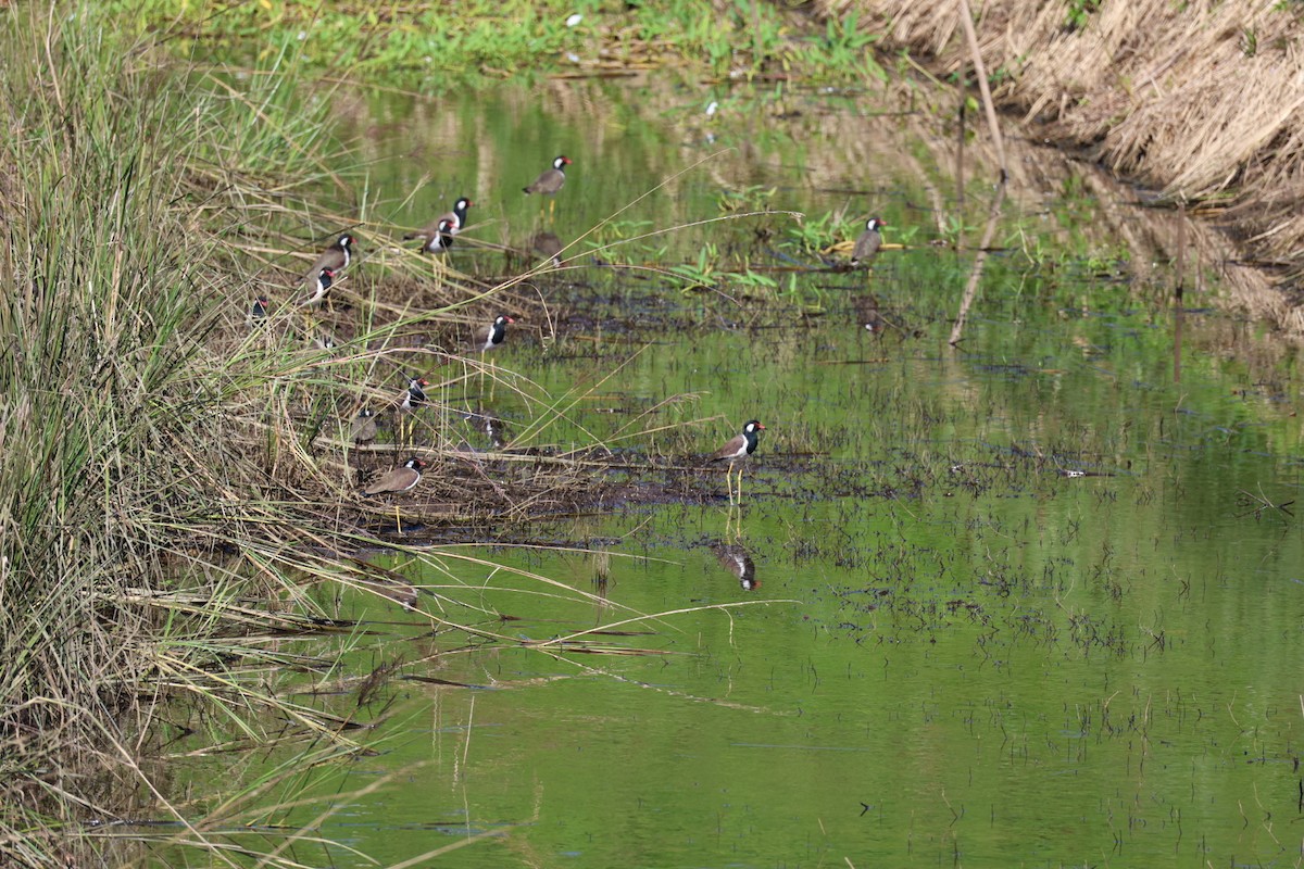 Red-wattled Lapwing - ML645636722