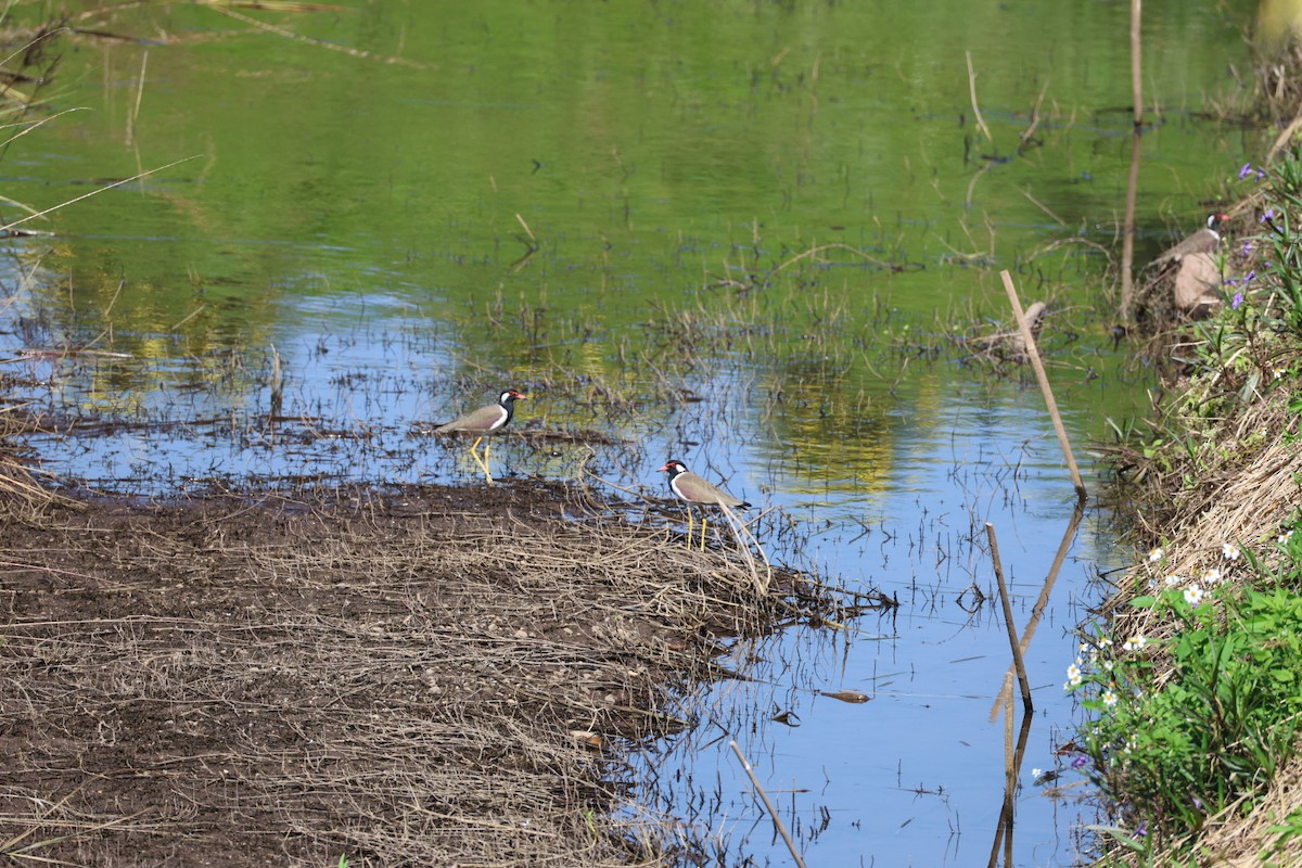 Red-wattled Lapwing - ML645636723