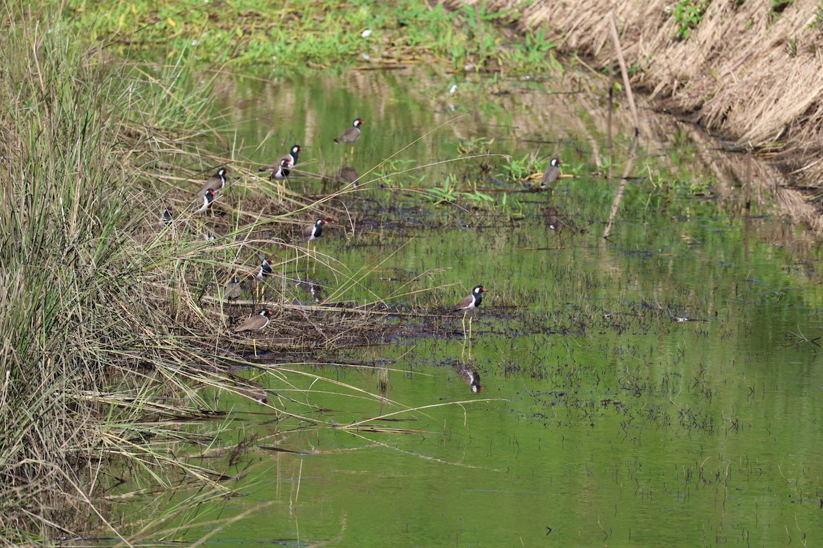 Red-wattled Lapwing - ML645636724