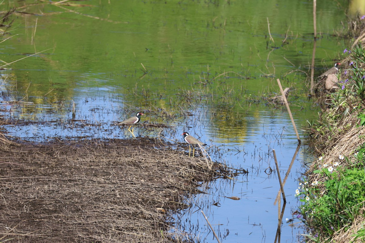 Red-wattled Lapwing - ML645636725