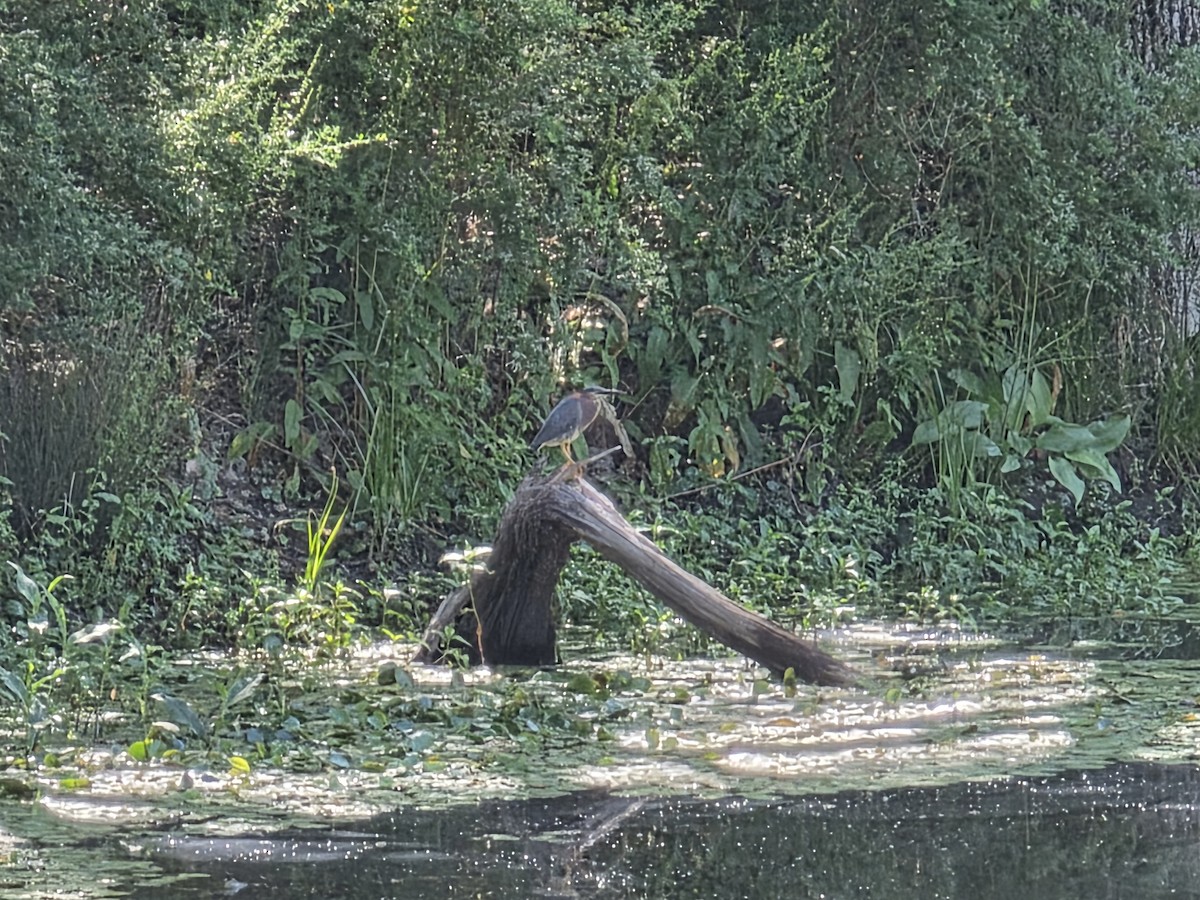 Green Heron - ML645636727