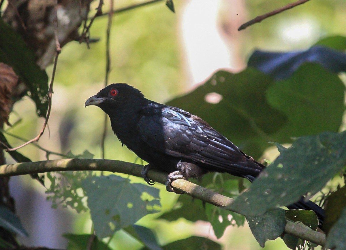 Asian Koel - ML645636728