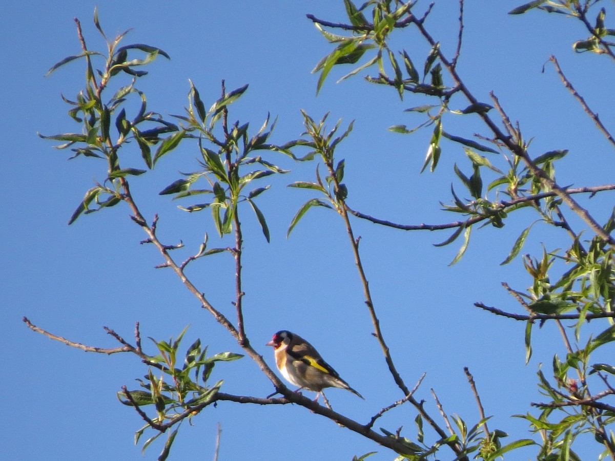 European Goldfinch - ML645636729