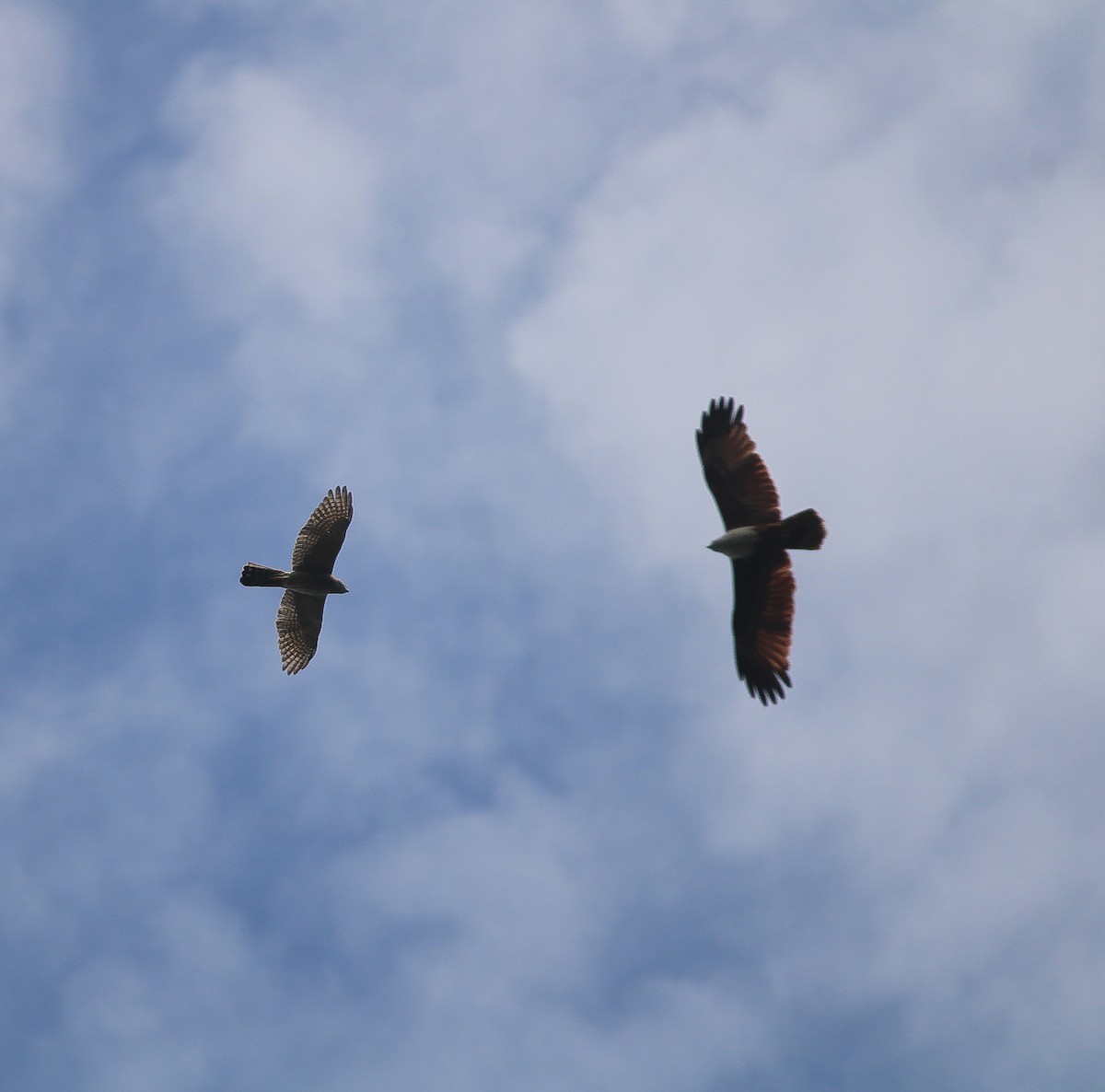 Shikra - ML645636732