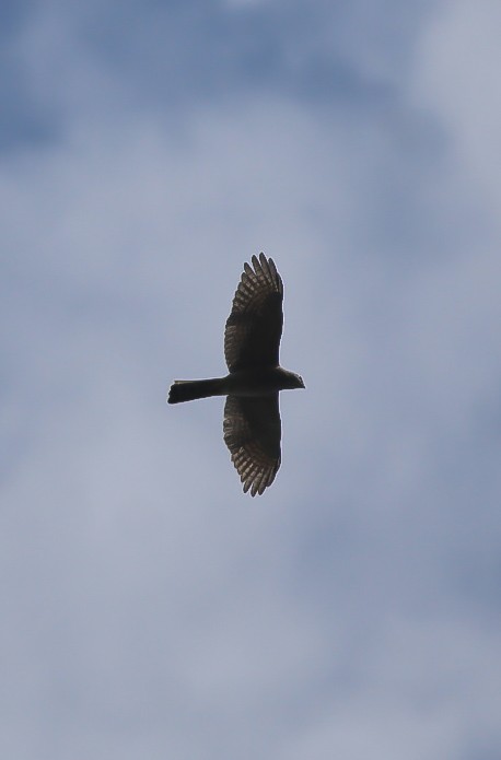 Shikra - ML645636733