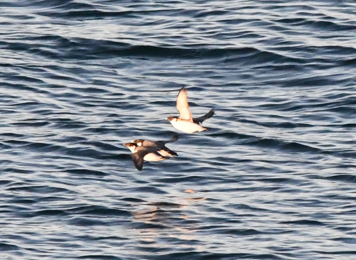 Ancient Murrelet - ML645636734