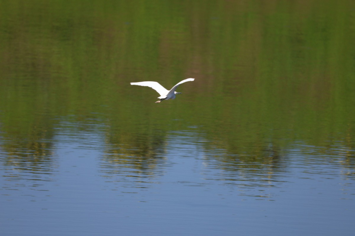 Little Egret - ML645636735