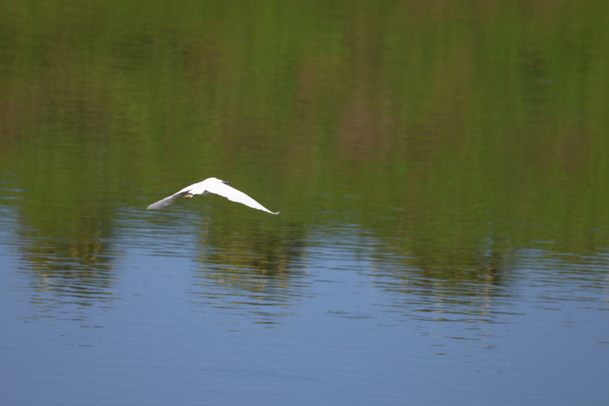 Little Egret - ML645636736