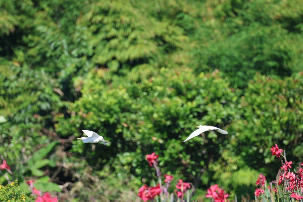 Little Egret - ML645636737