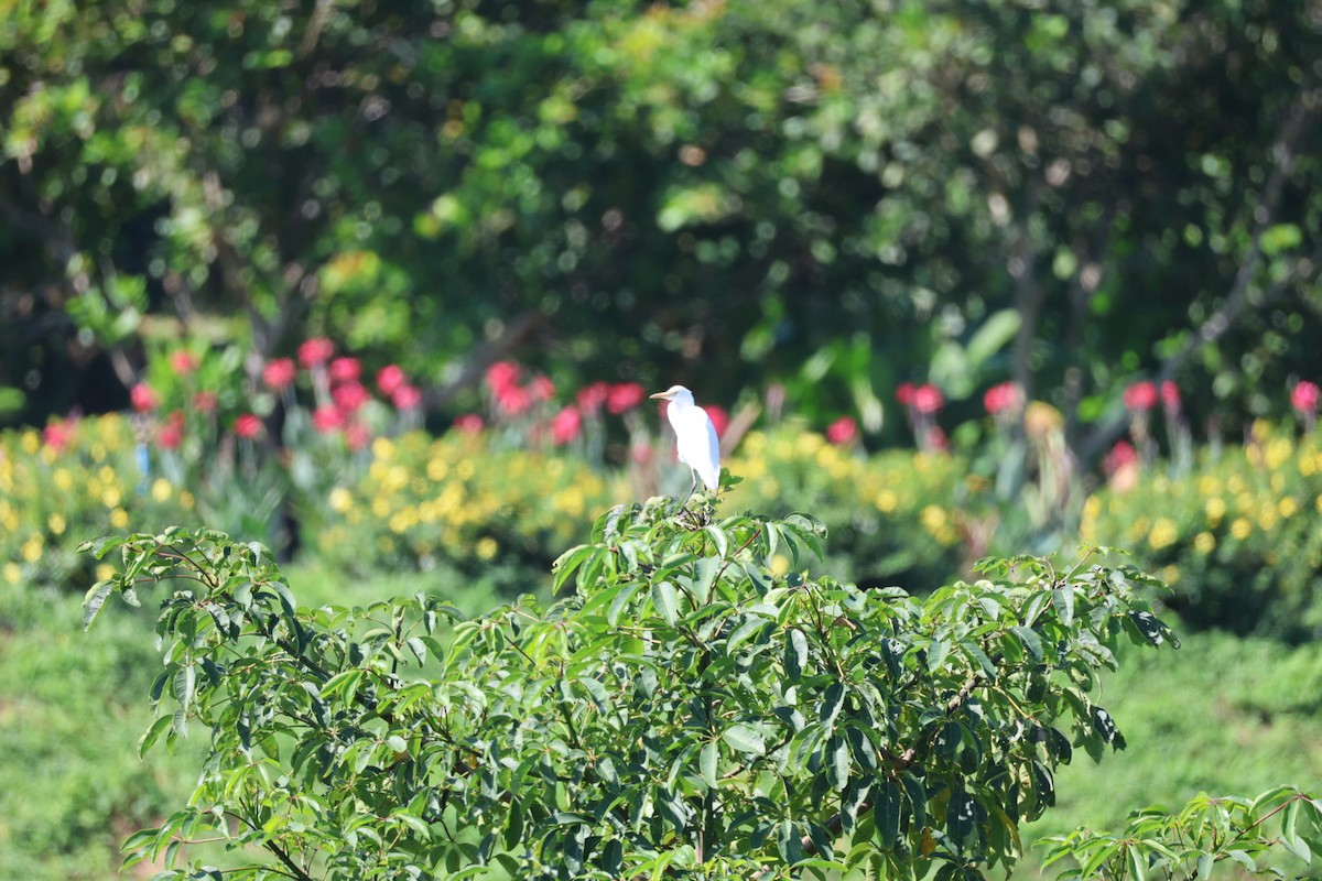 Little Egret - ML645636738