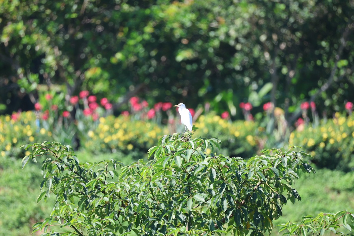 Little Egret - ML645636739