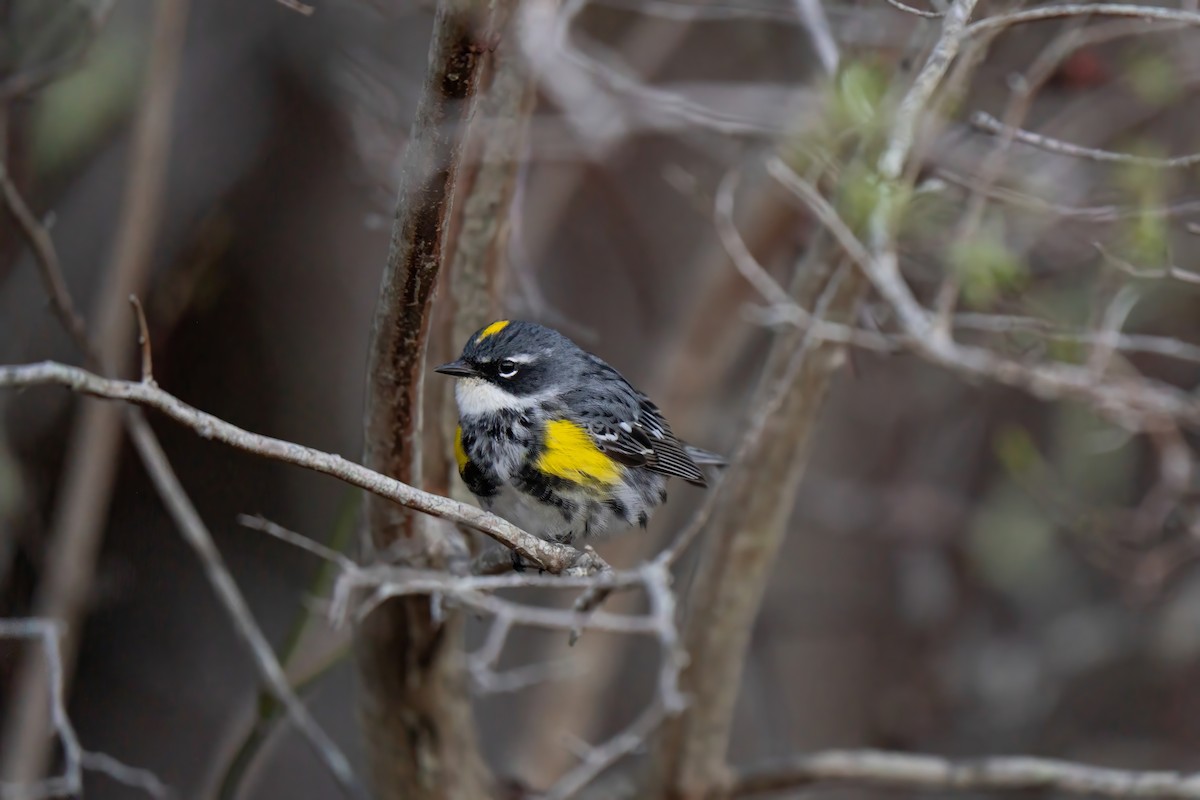 Yellow-rumped Warbler - ML645636742