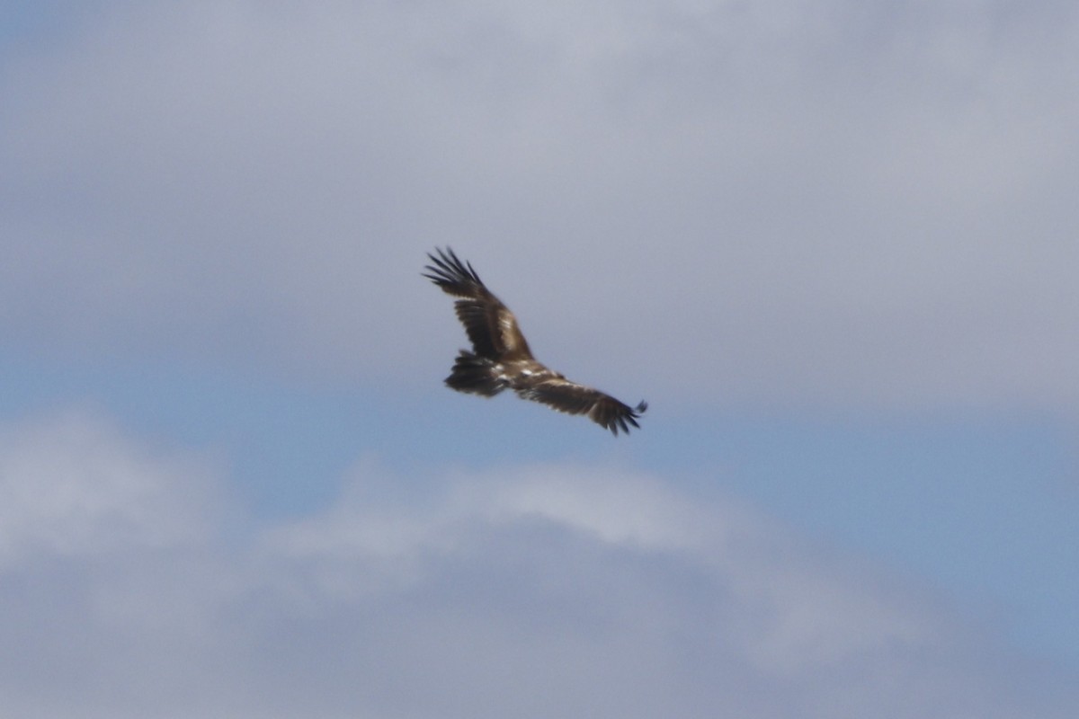 Wedge-tailed Eagle - ML645636747
