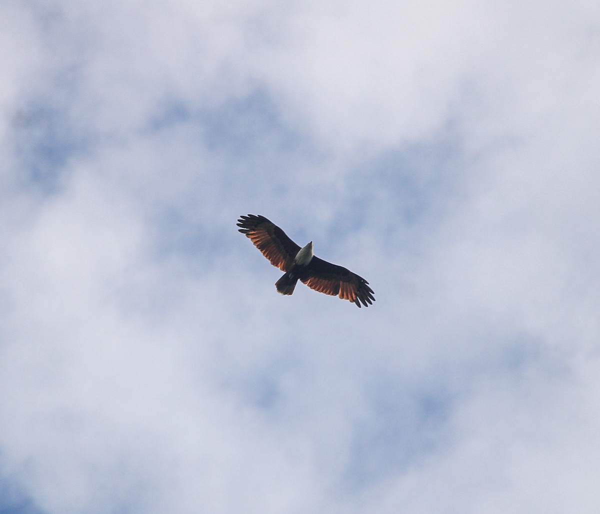 Brahminy Kite - ML645636748