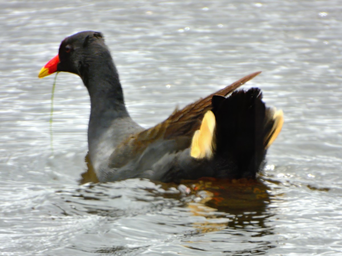 Dusky Moorhen - ML645636749