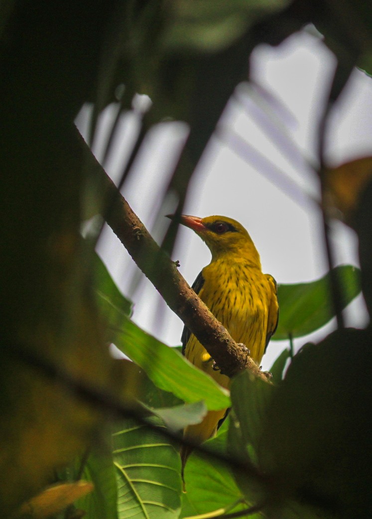 Indian Golden Oriole - ML645636750
