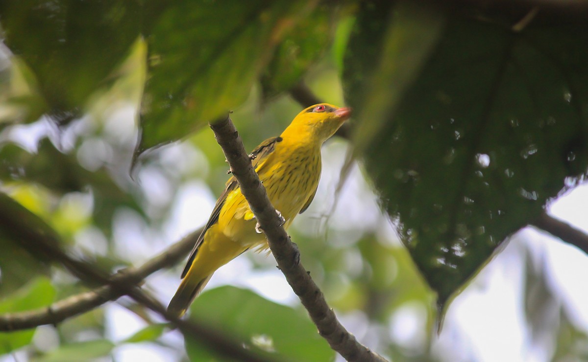 Indian Golden Oriole - ML645636751