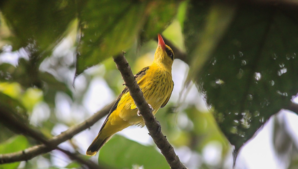 Indian Golden Oriole - ML645636752