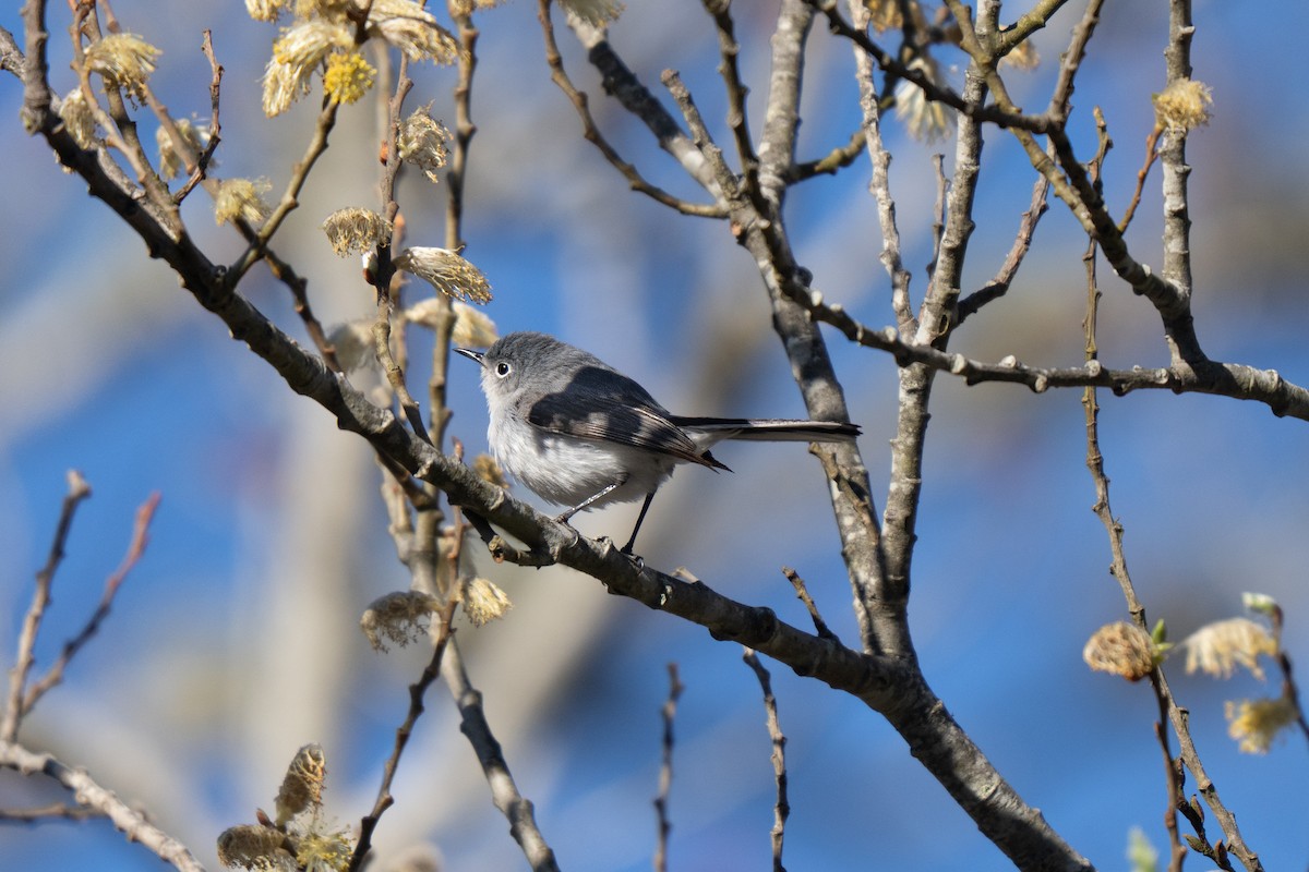 Blue-gray Gnatcatcher - ML645636766