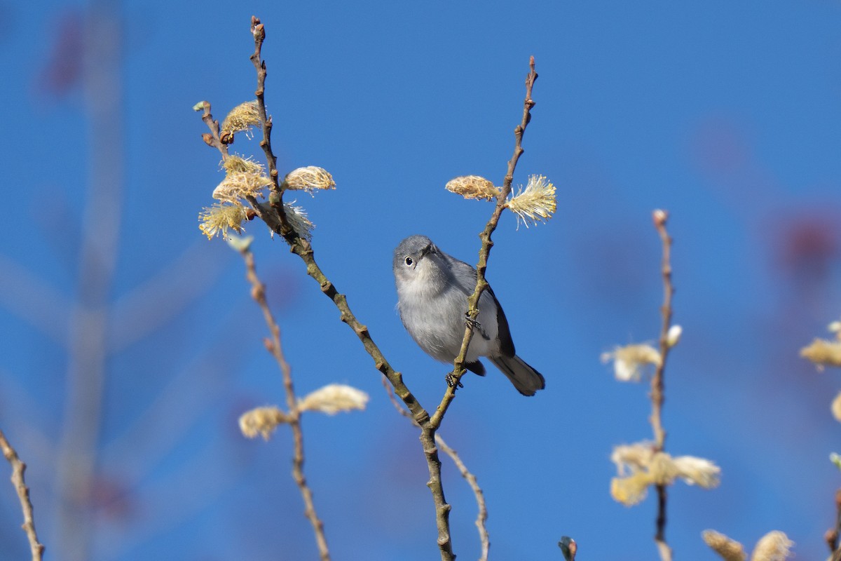 Blue-gray Gnatcatcher - ML645636771