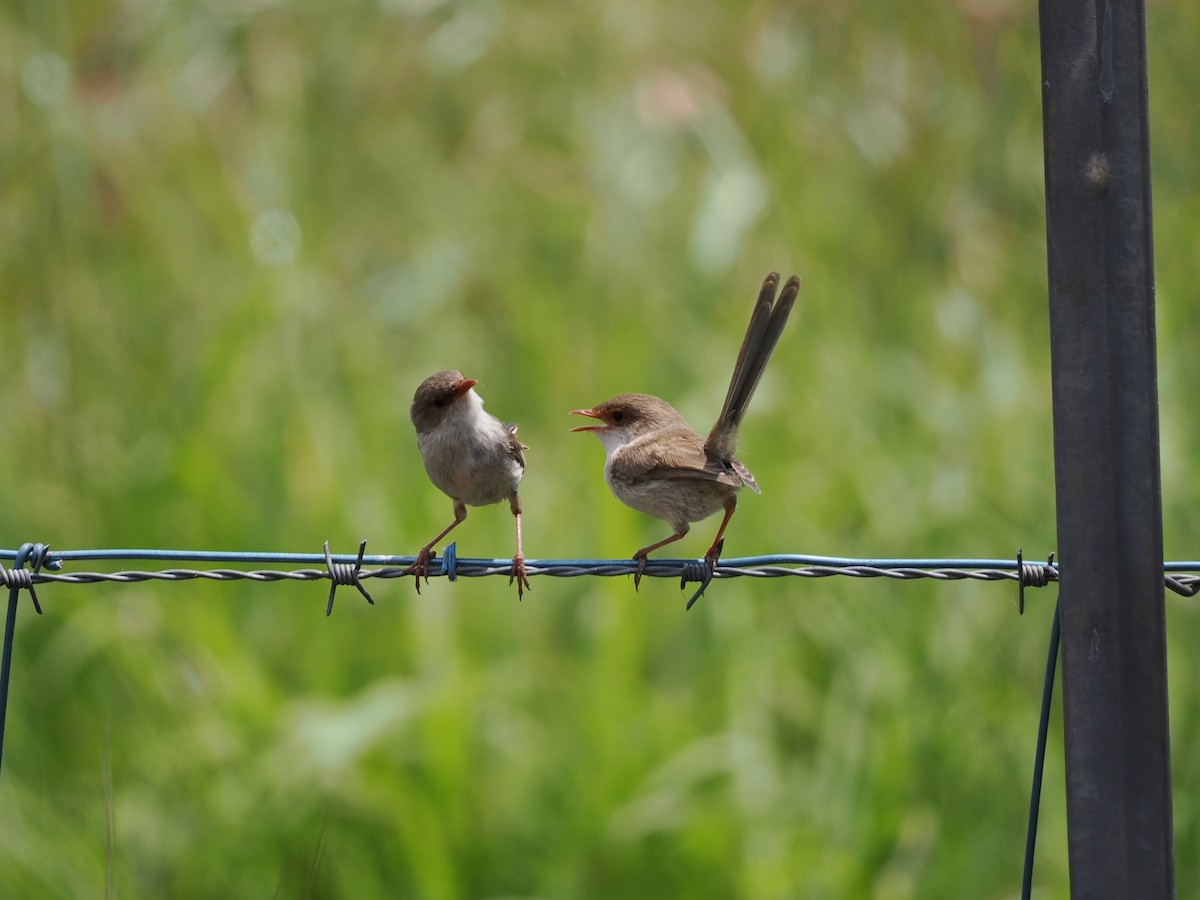 Superb Fairywren - ML645636776