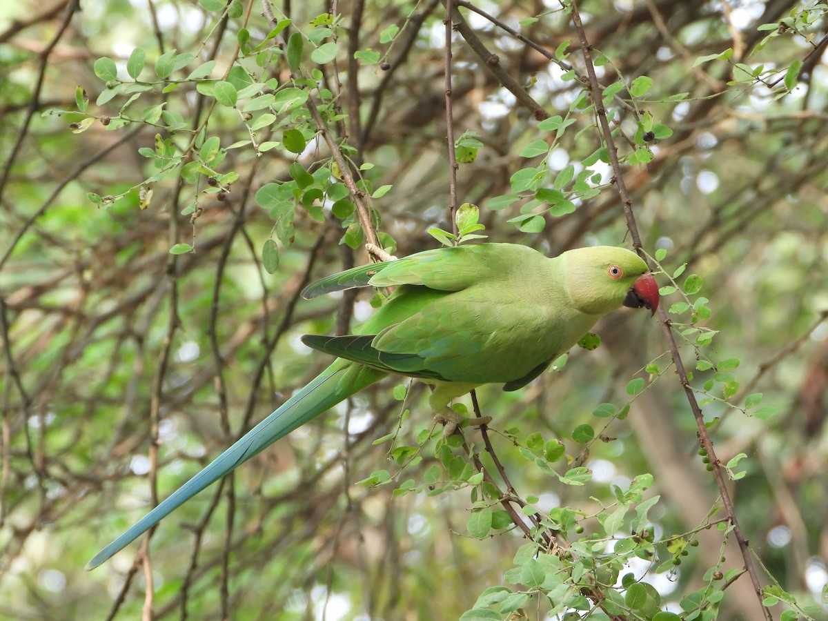 Rose-ringed Parakeet - ML645636777