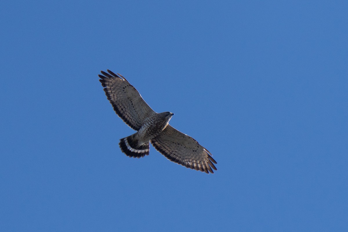 Broad-winged Hawk - ML645636778