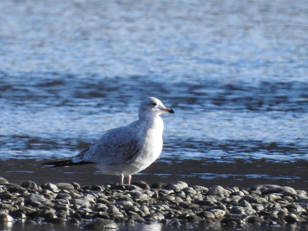 Ring-billed Gull - ML645636780