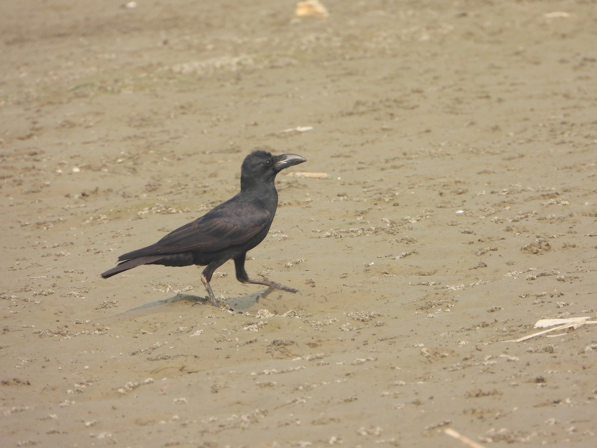 Large-billed Crow - ML645636781