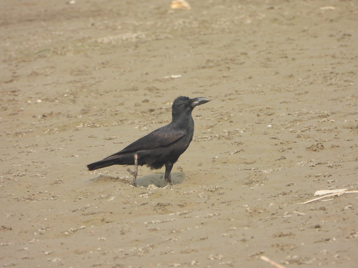 Large-billed Crow - ML645636782