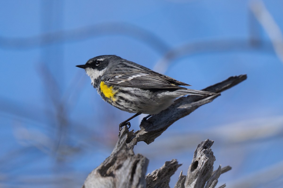 Yellow-rumped Warbler - ML645636784