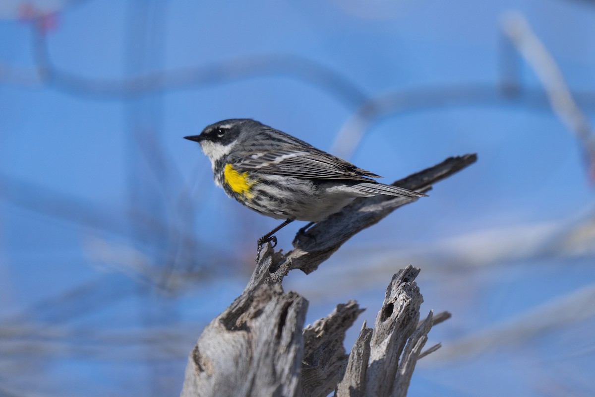 Yellow-rumped Warbler - ML645636785