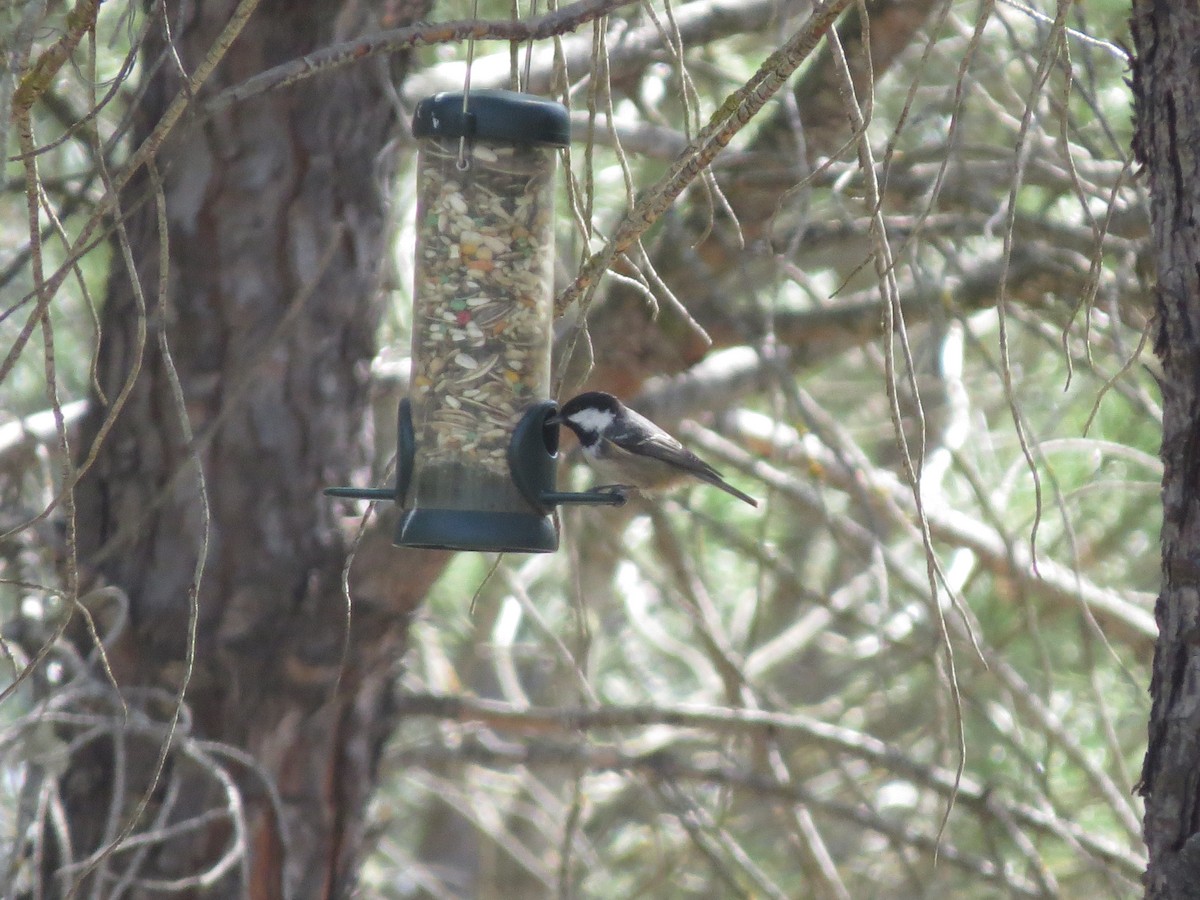 Coal Tit - ML645636786