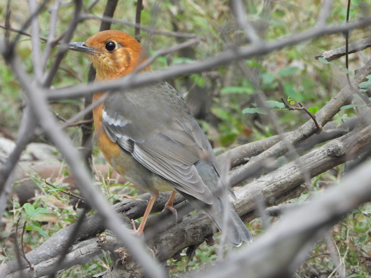 Orange-headed Thrush - ML645636787