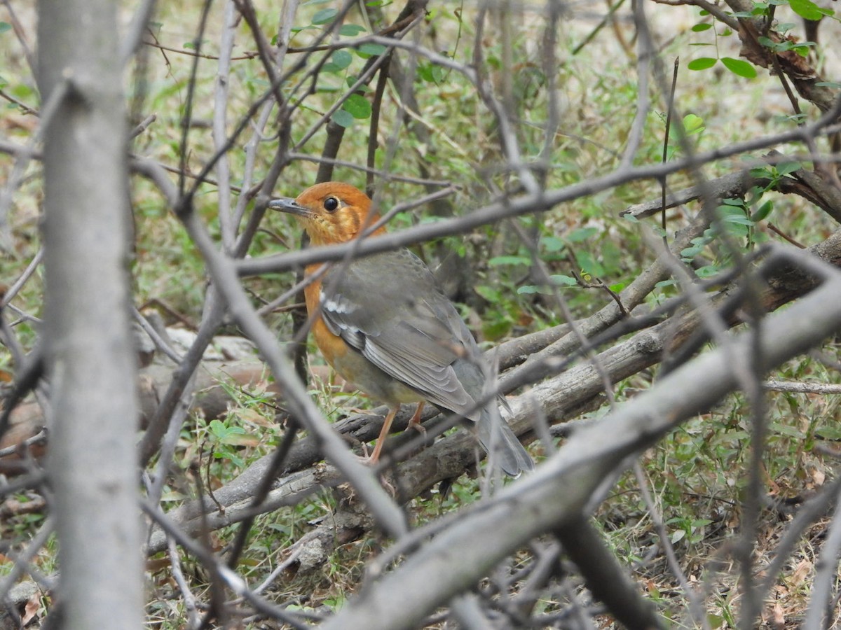 Orange-headed Thrush - ML645636788