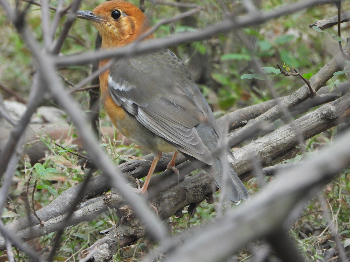 Orange-headed Thrush - ML645636789