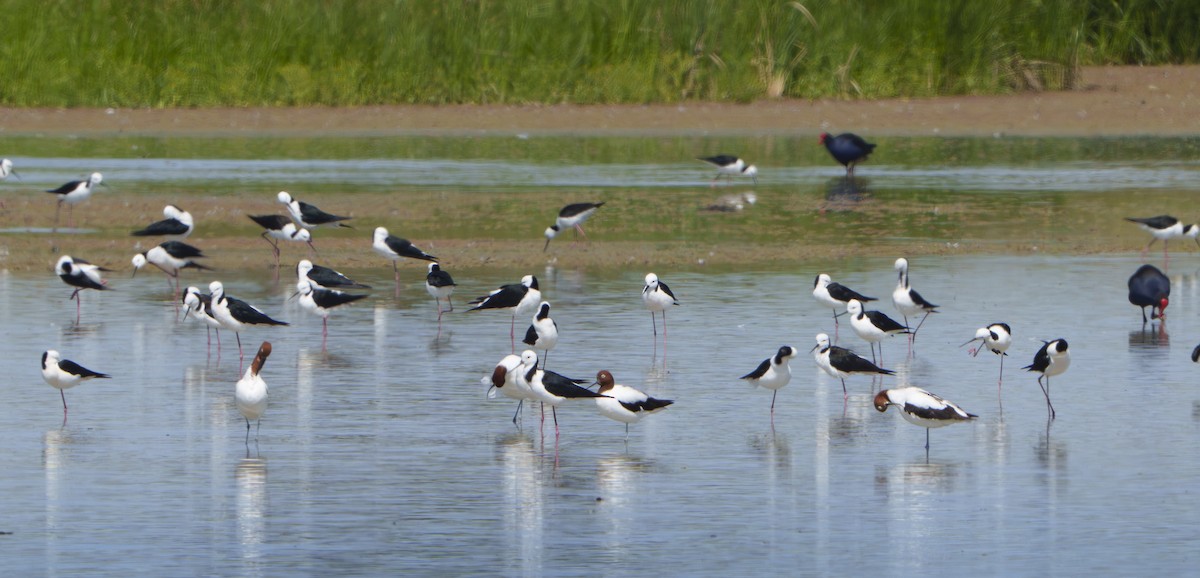Red-necked Avocet - ML645636790