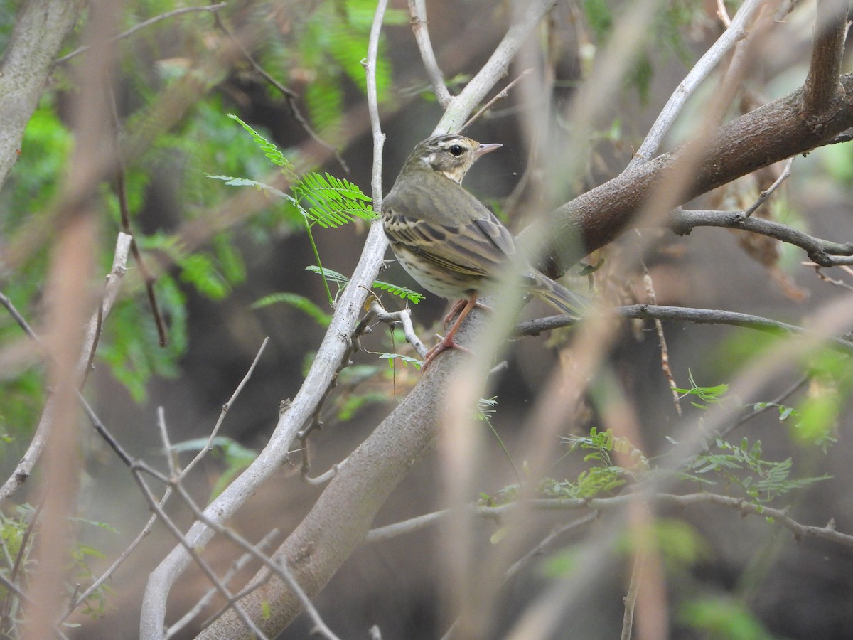 Olive-backed Pipit - ML645636791