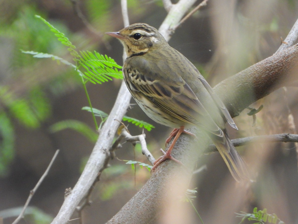 Olive-backed Pipit - ML645636792