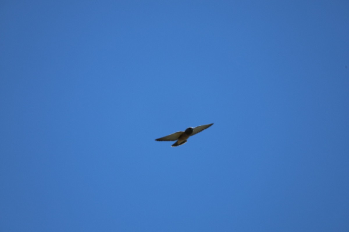 Ashy Woodswallow - ML645636793