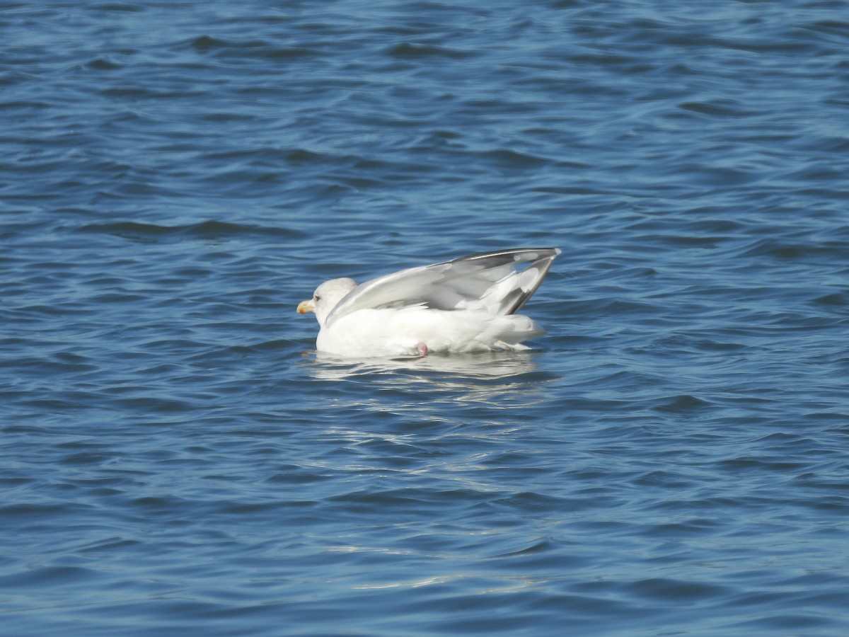 Iceland Gull (Thayer's) - ML645636796