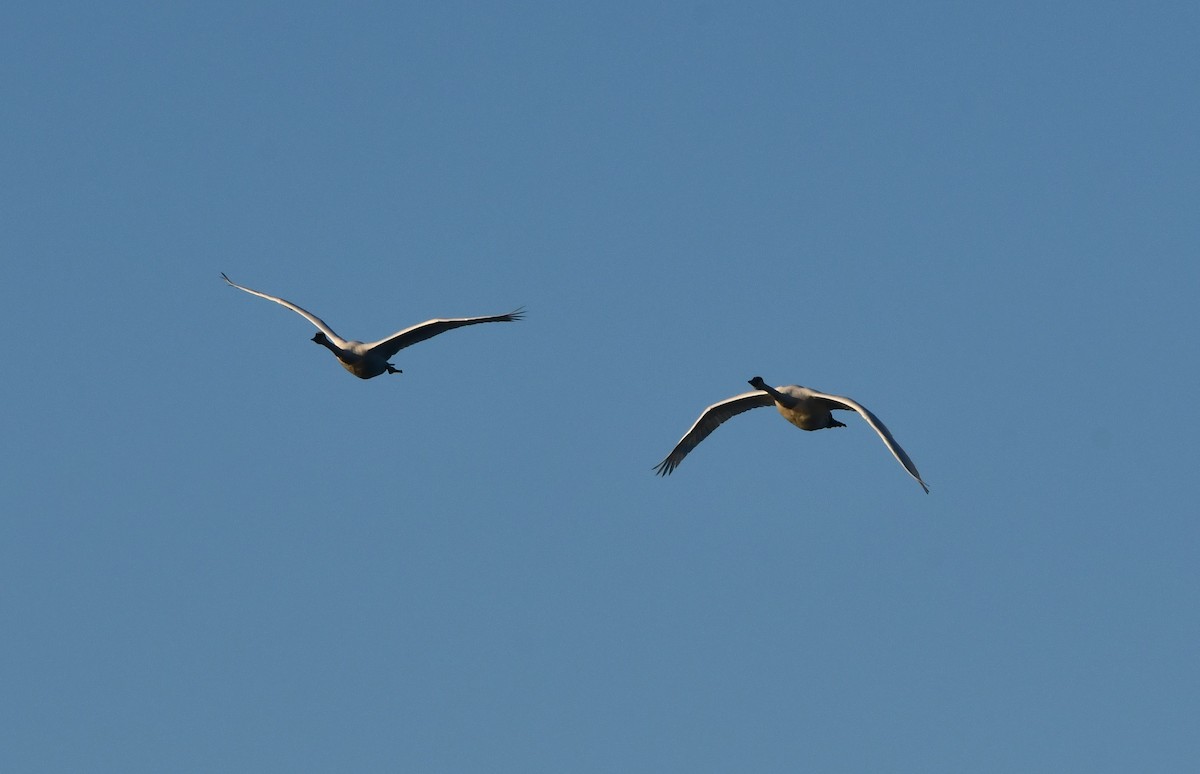 Trumpeter Swan - ML645636801