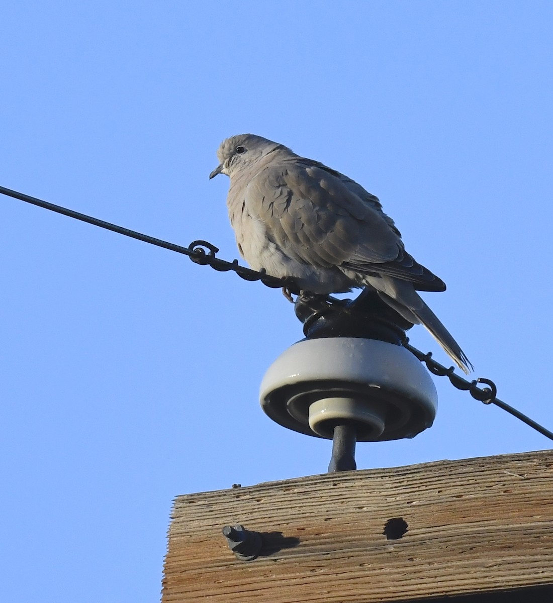 Eurasian Collared-Dove - ML645636802