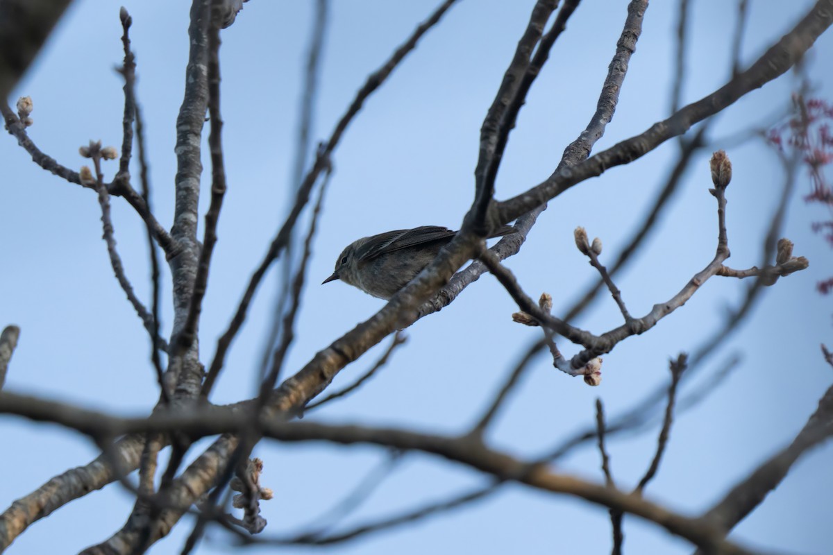 Pine Warbler - ML645636814