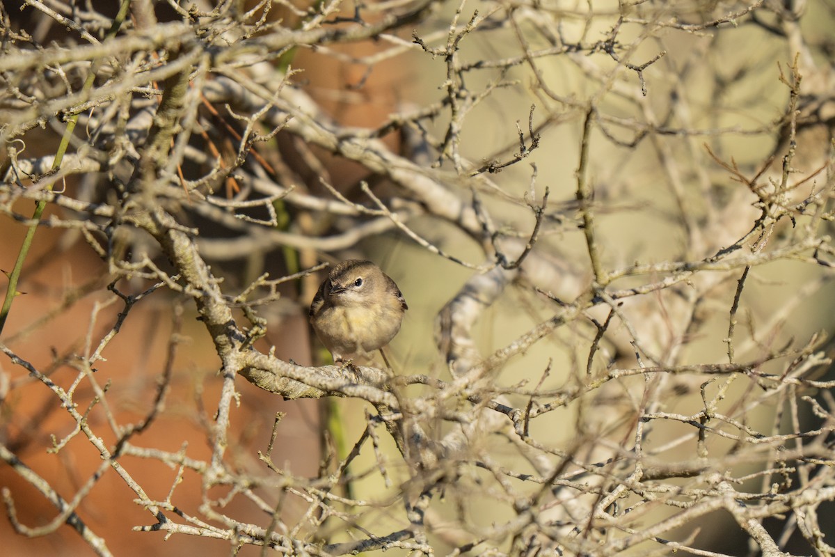 Pine Warbler - ML645636815