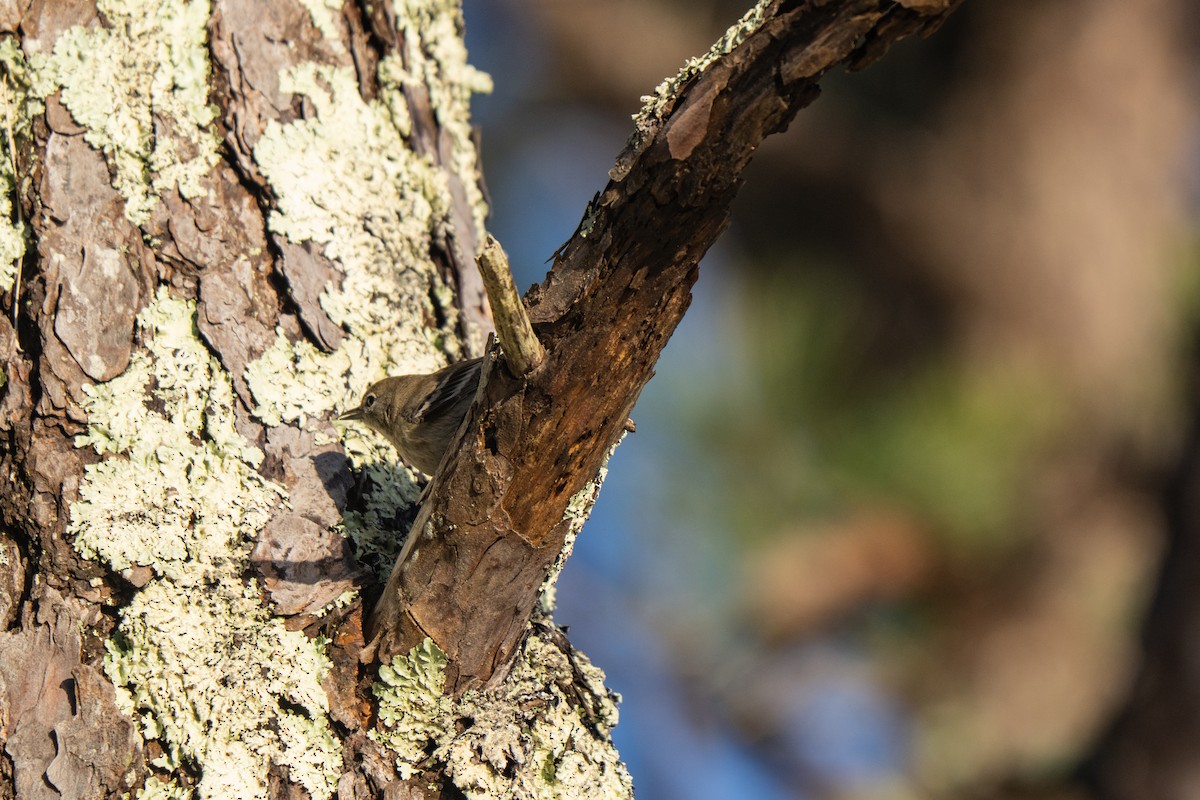 Pine Warbler - ML645636817