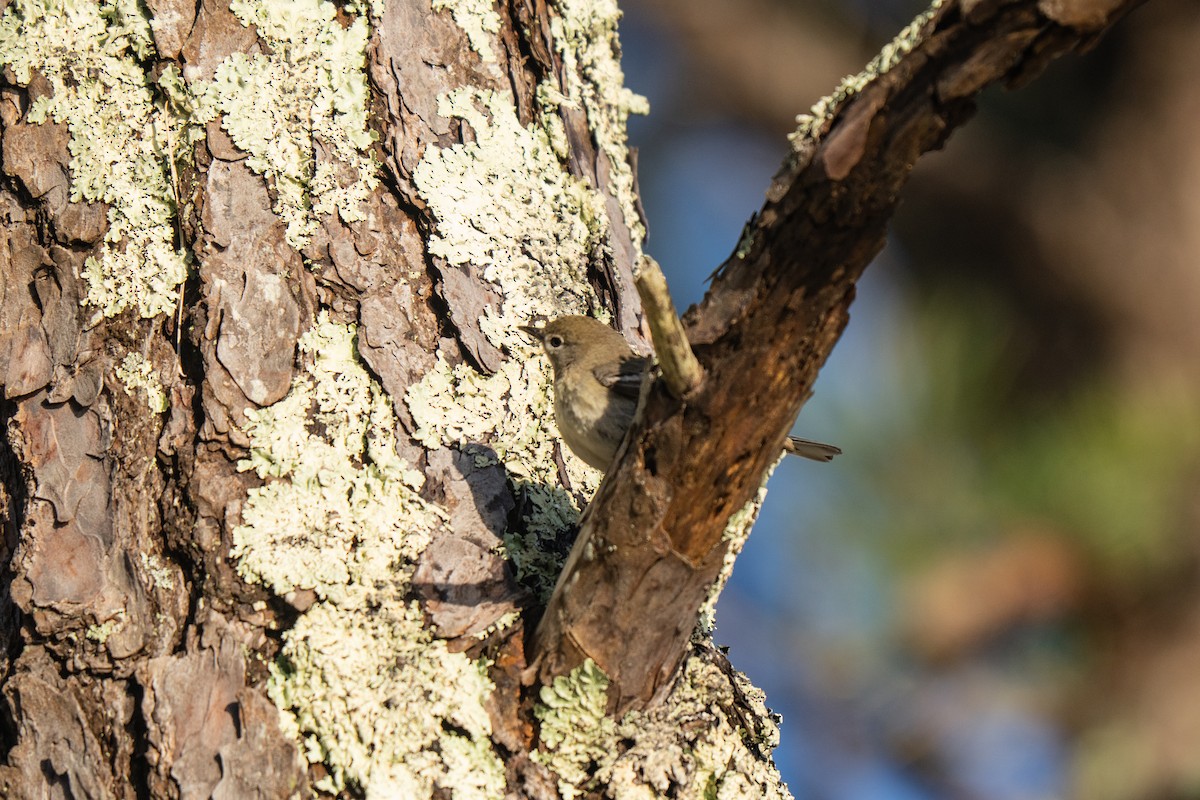 Pine Warbler - ML645636818