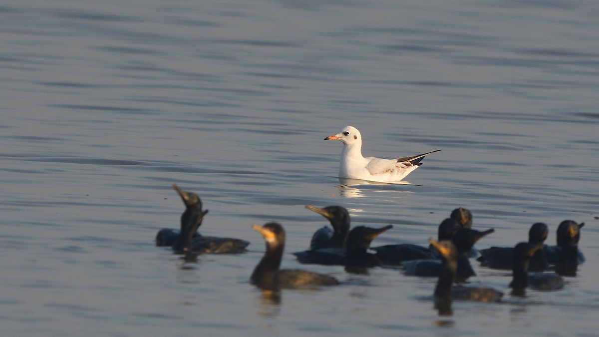 Gaviota Centroasiática - ML645636826